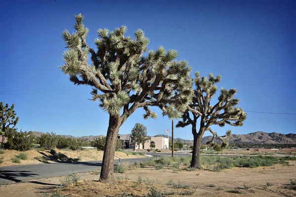 Yucca Valley