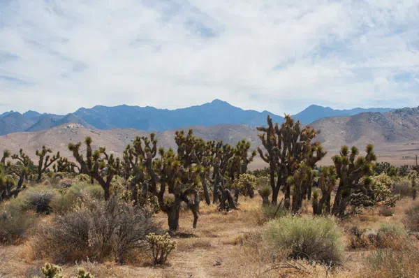 Apple Valley
